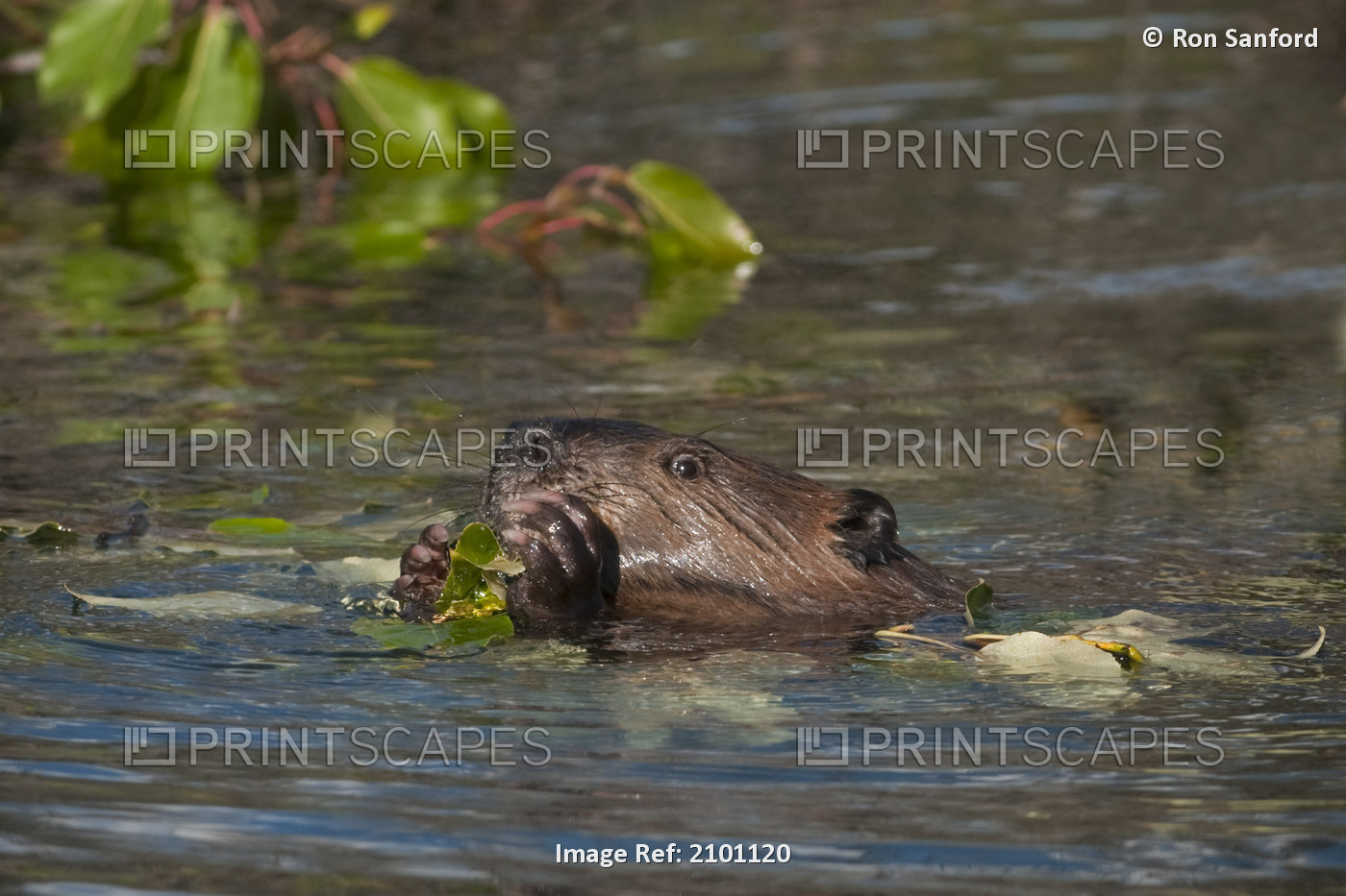 Beaver Eats Willow Leaves In A Pond, Denali National Park, Interior Alaska, ...