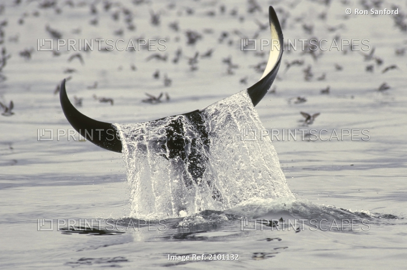 Water Spills Over The Fluke Of A Diving Killer Whale Southeast Alaska Alexander ...