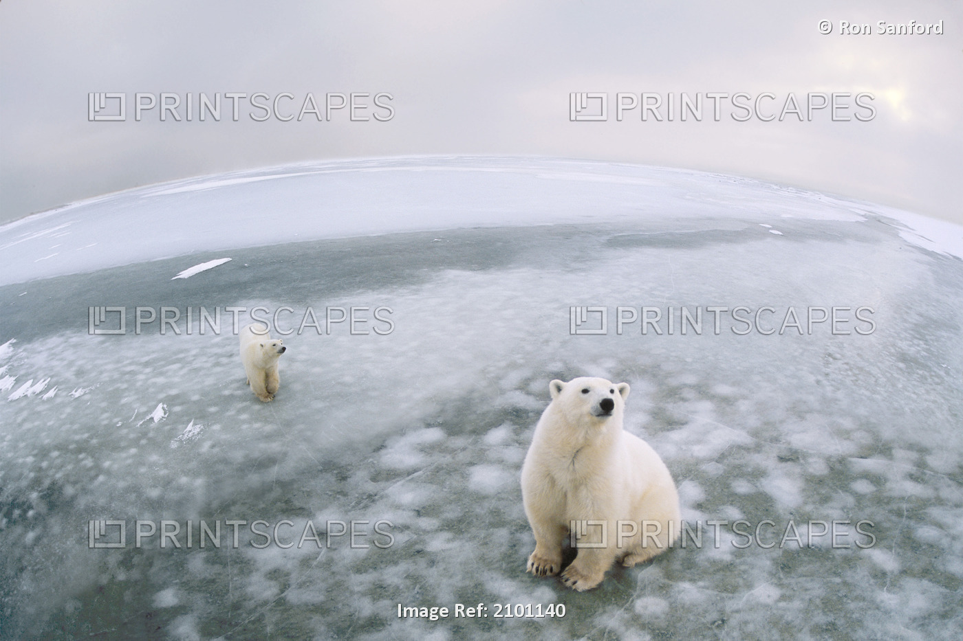 Fish-Eye Lens View Of Polar Bears On Ice At Cape Churchill, Manitoba, Canada
