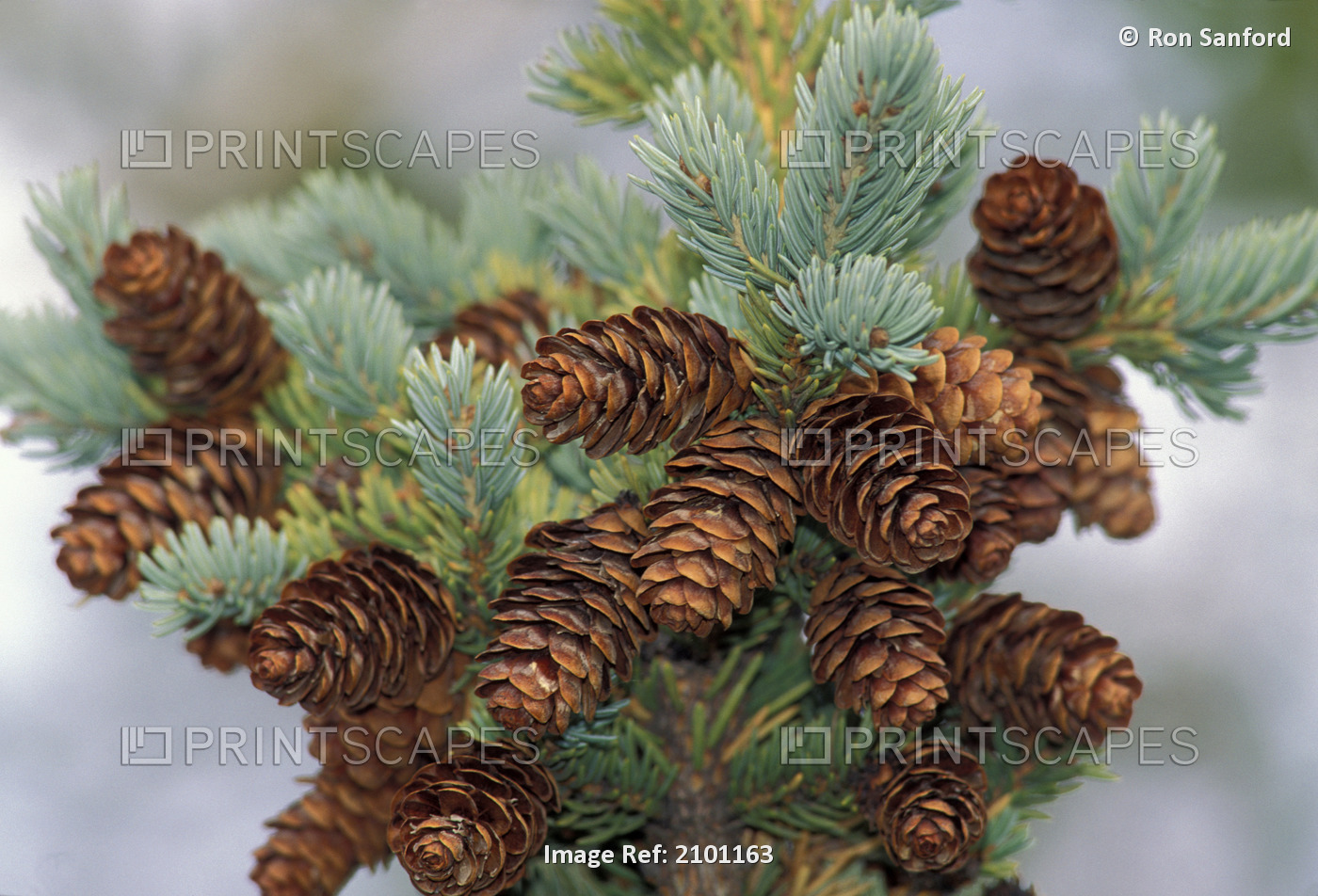 Cones Of The White Spruce Denali National Park Alaska