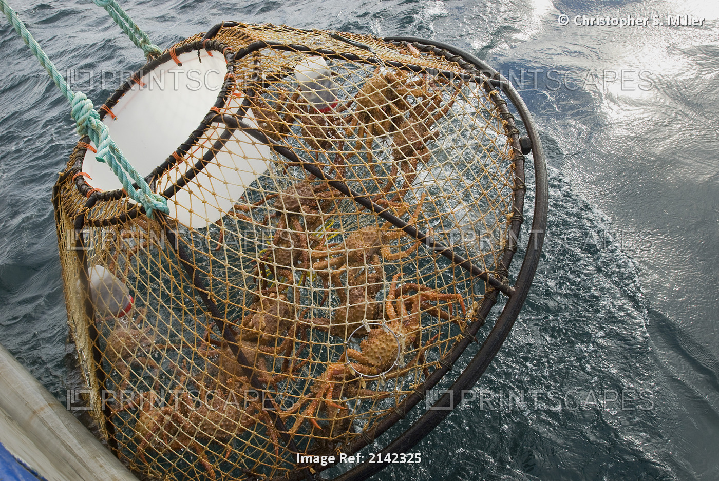 Crab Pot With Brown Crab Is Hauled Up Over The Side Of The F/V Morgan Anne ...