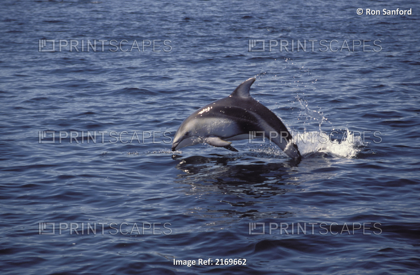 Pacific White Sided Dolphin Johnston Strait Vancouver Island Canada