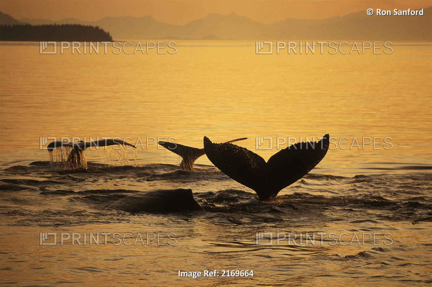 Composite Setting Sun Illuminates Frederick Sound And The Flukes Of Humpback ...
