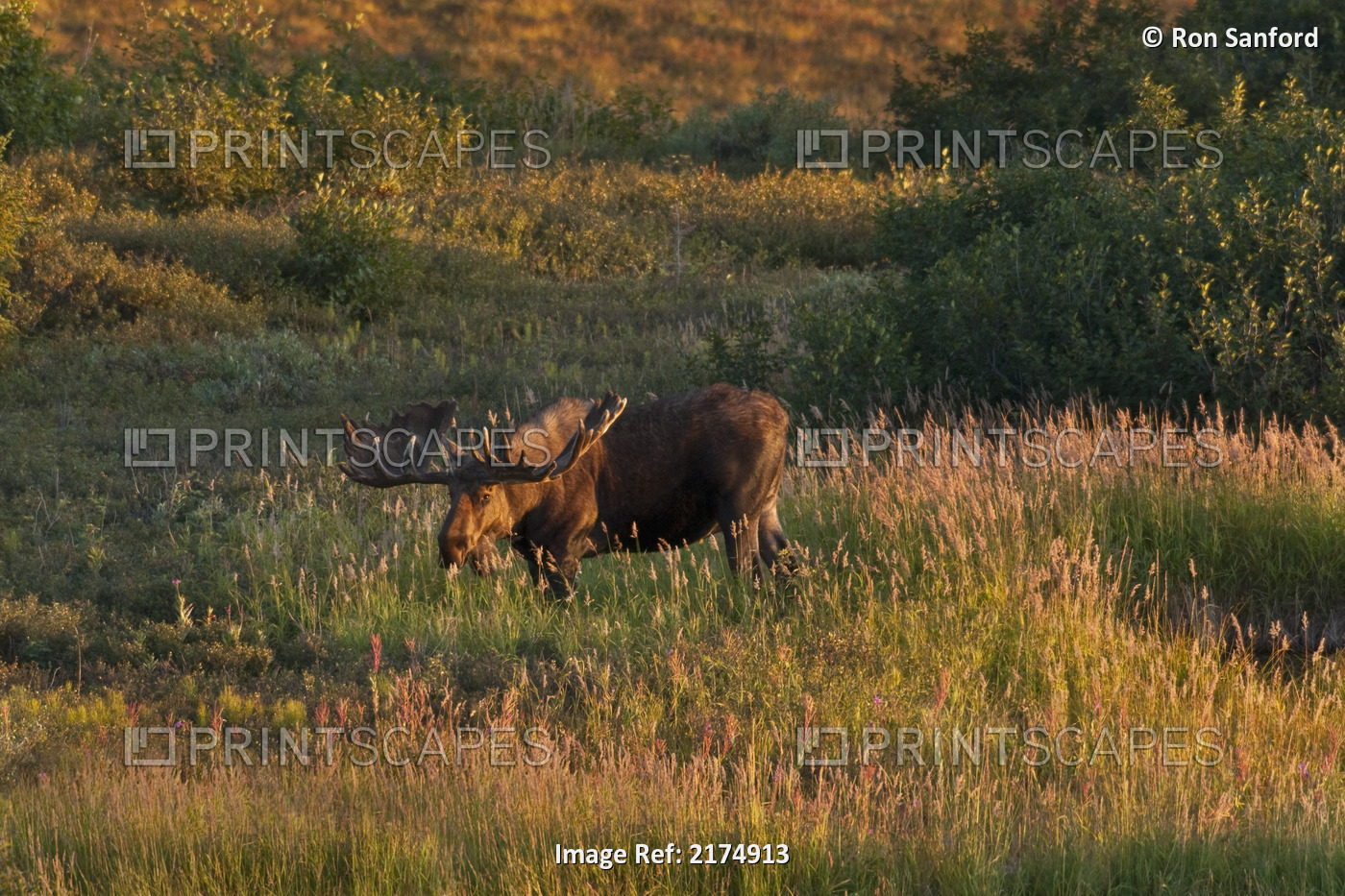 Bull Moose Stands On Fall-Colored Tundra At Sunset In Denali National Park, ...