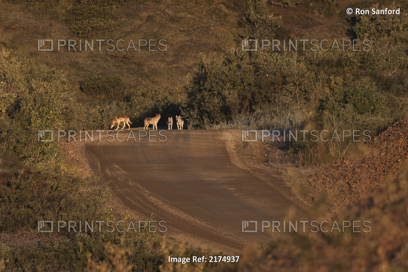 Gray Wolves From The Toklat Pack Along The Park Road In Denali National Park, ...