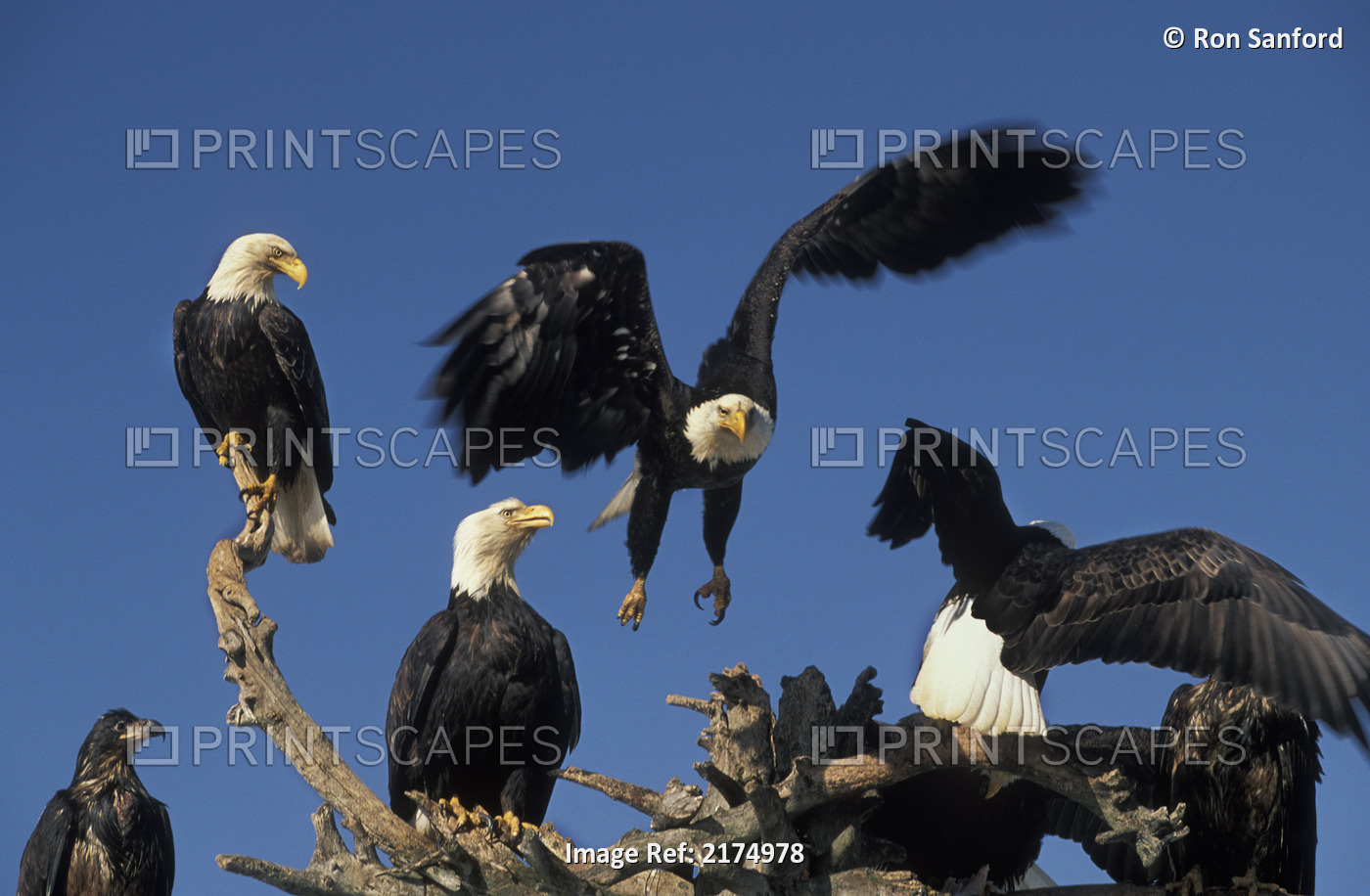Bald Eagles Congregate On The Homer Spit, Alaska, Winter, Kenai Peninsula, ...