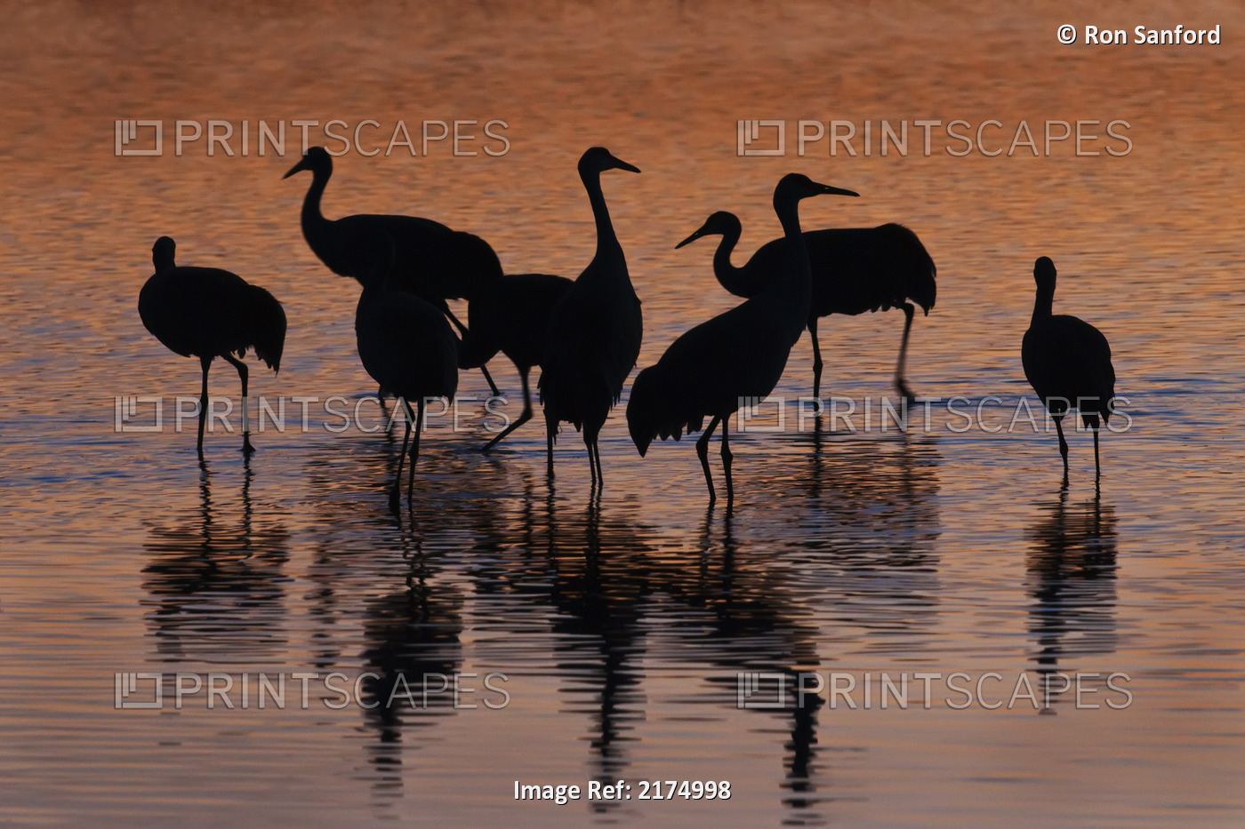 Silhouette Of Sandhill Cranes Wading In A Resting Pond At Sunset In The Bosque ...