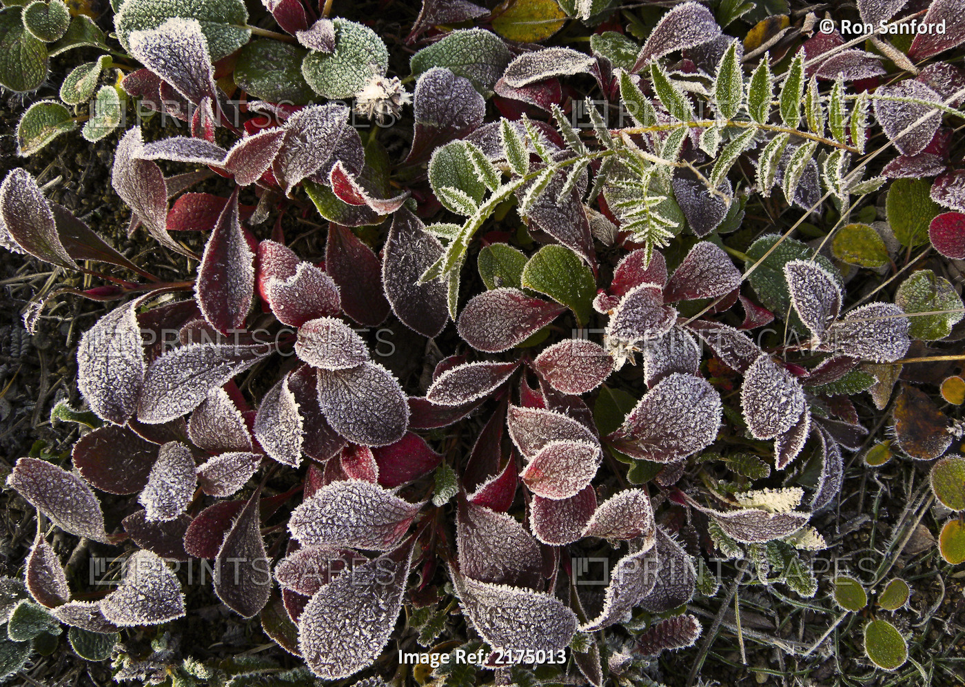 Close Up Of Frost Covered Plants Of The Tundra, Denali National Park, Alaska