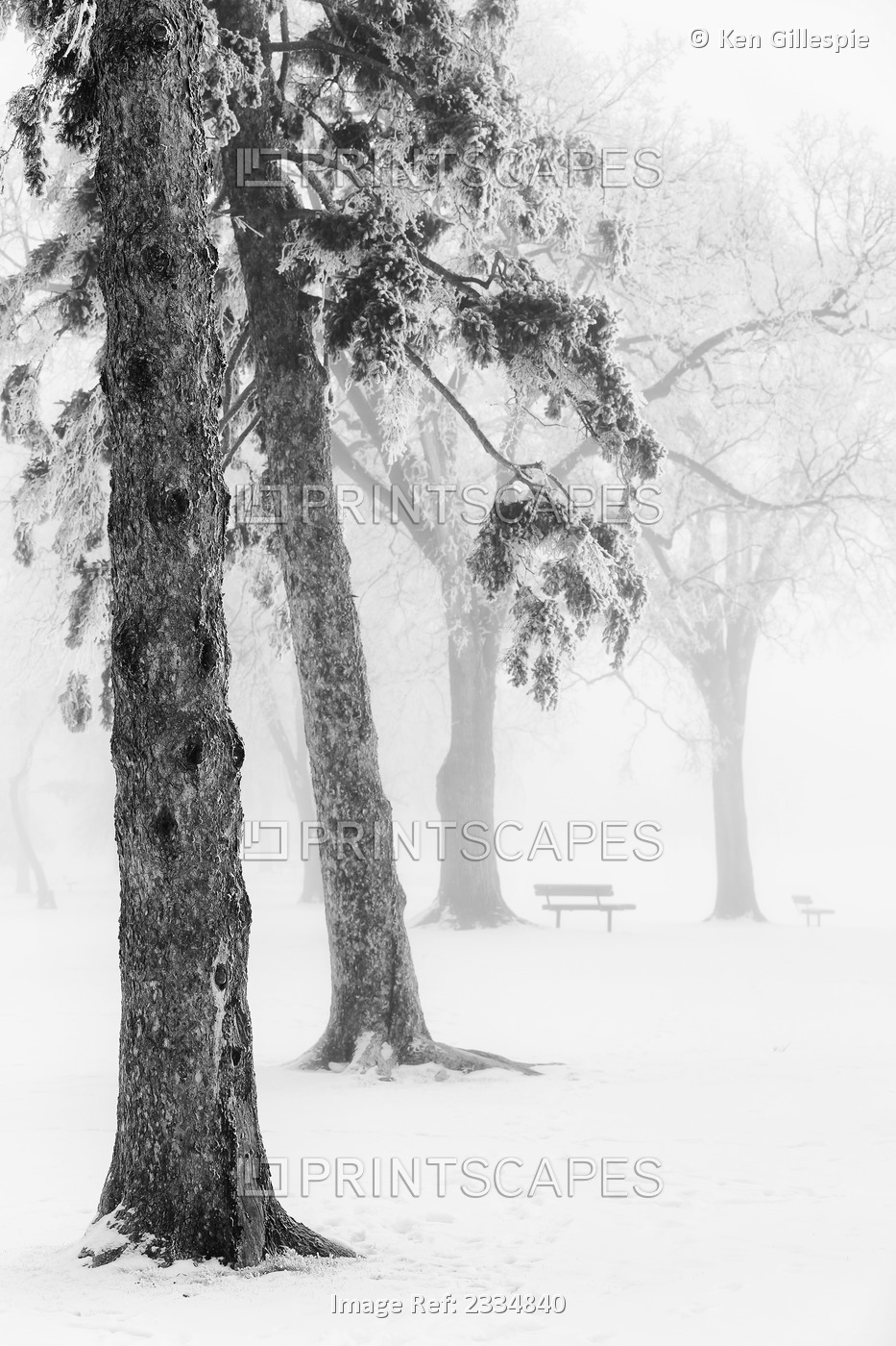 Ice fog in winter assiniboine park;Winnipeg manitoba canada