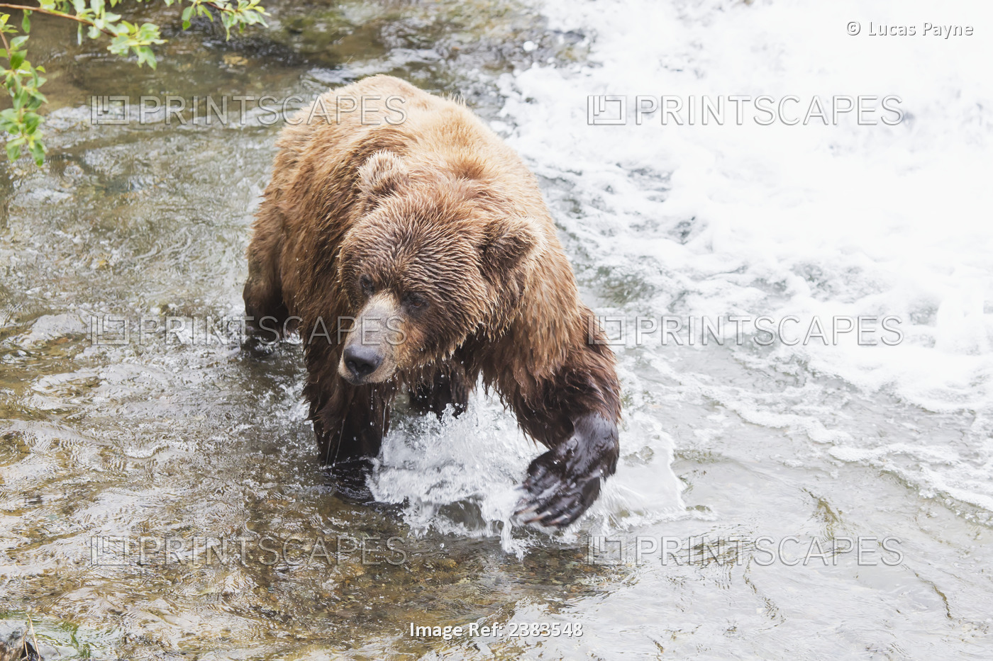Grizzly Bear (Ursus Arctos) Fishing For Sockeye Salmon At Brooks Falls In ...