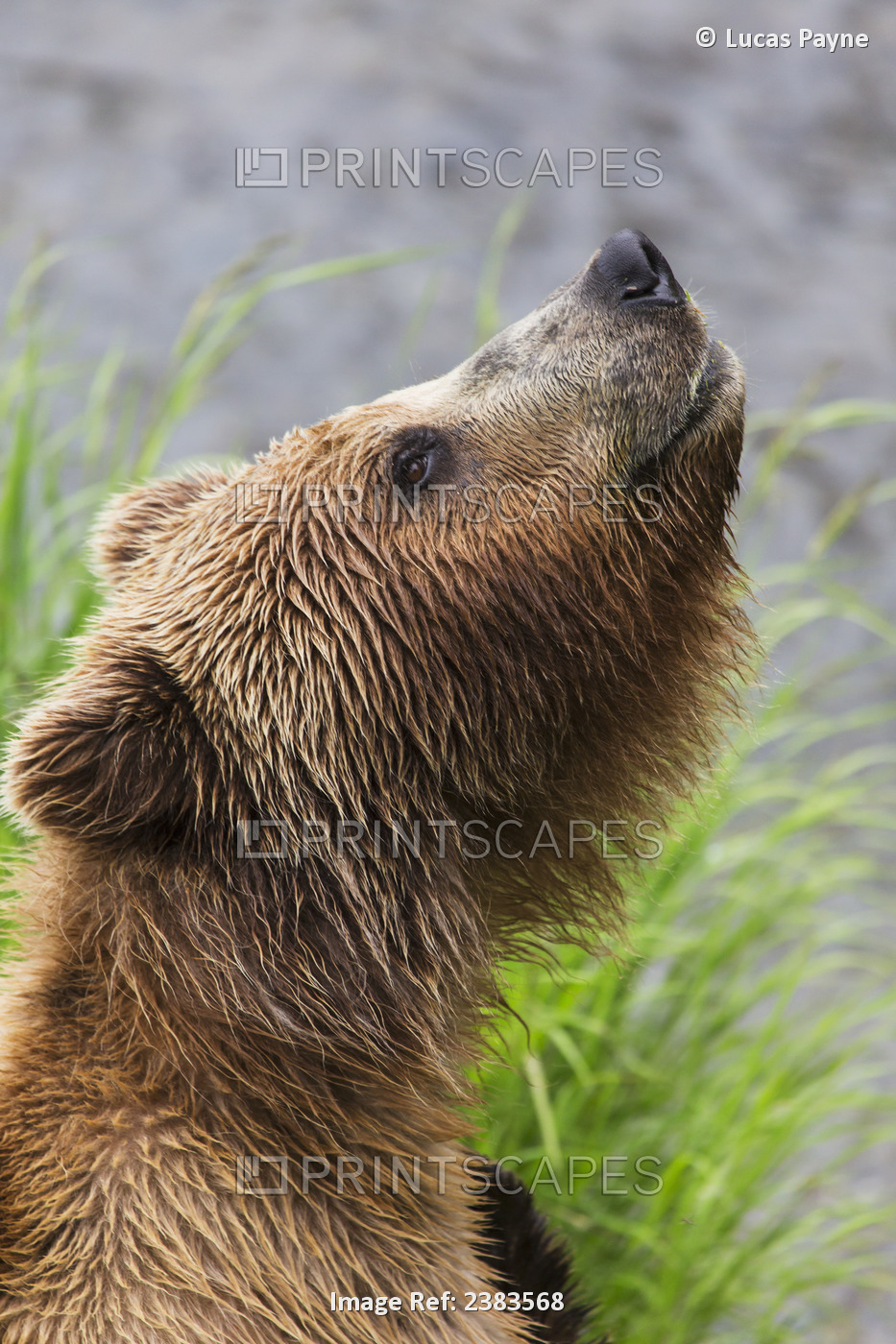 Grizzly Bear Sniffing Air While Fishing For Sockeye Salmon At Brooks Falls In ...