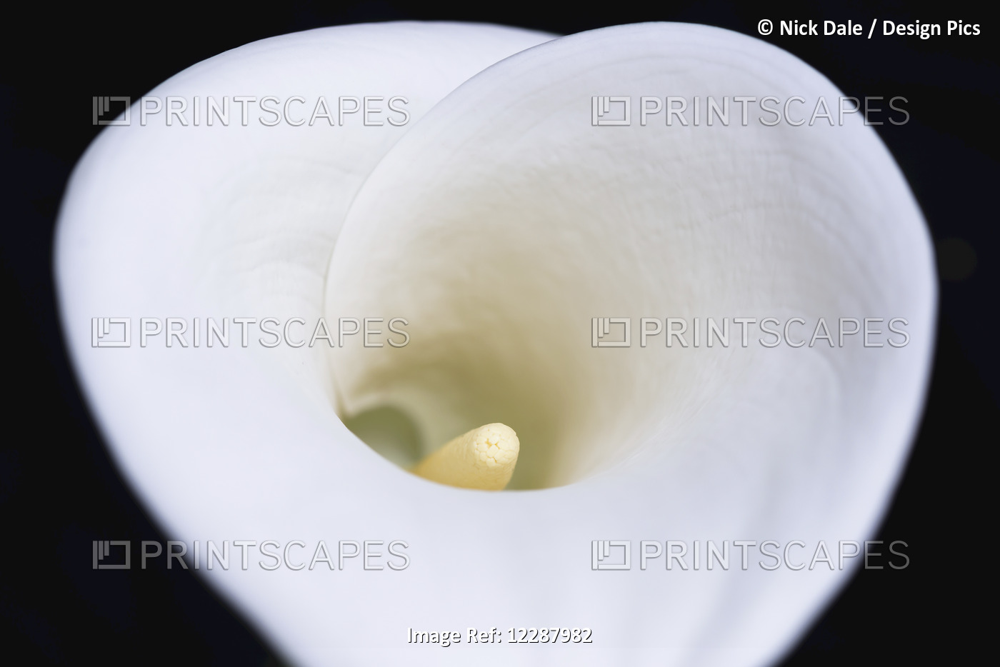 Close Up Of White Arum Or Calla Lily (Zantedeschia Aethiopica), Shot From Above ...