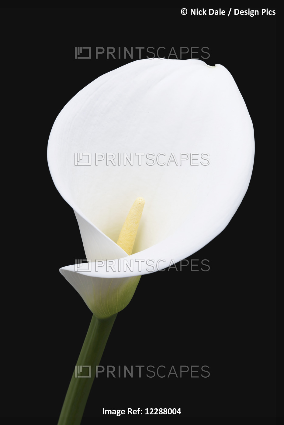 Close Up Of White Arum Or Calla Lily (Zantedeschia Aethiopica), Shot From The ...