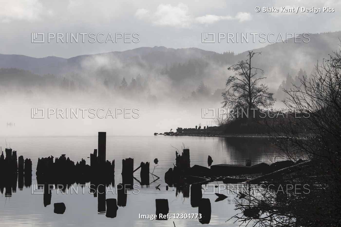 Foggy Mountain Lake Scene With Silhouettes Of Trees, Pilings; Bellingham, ...