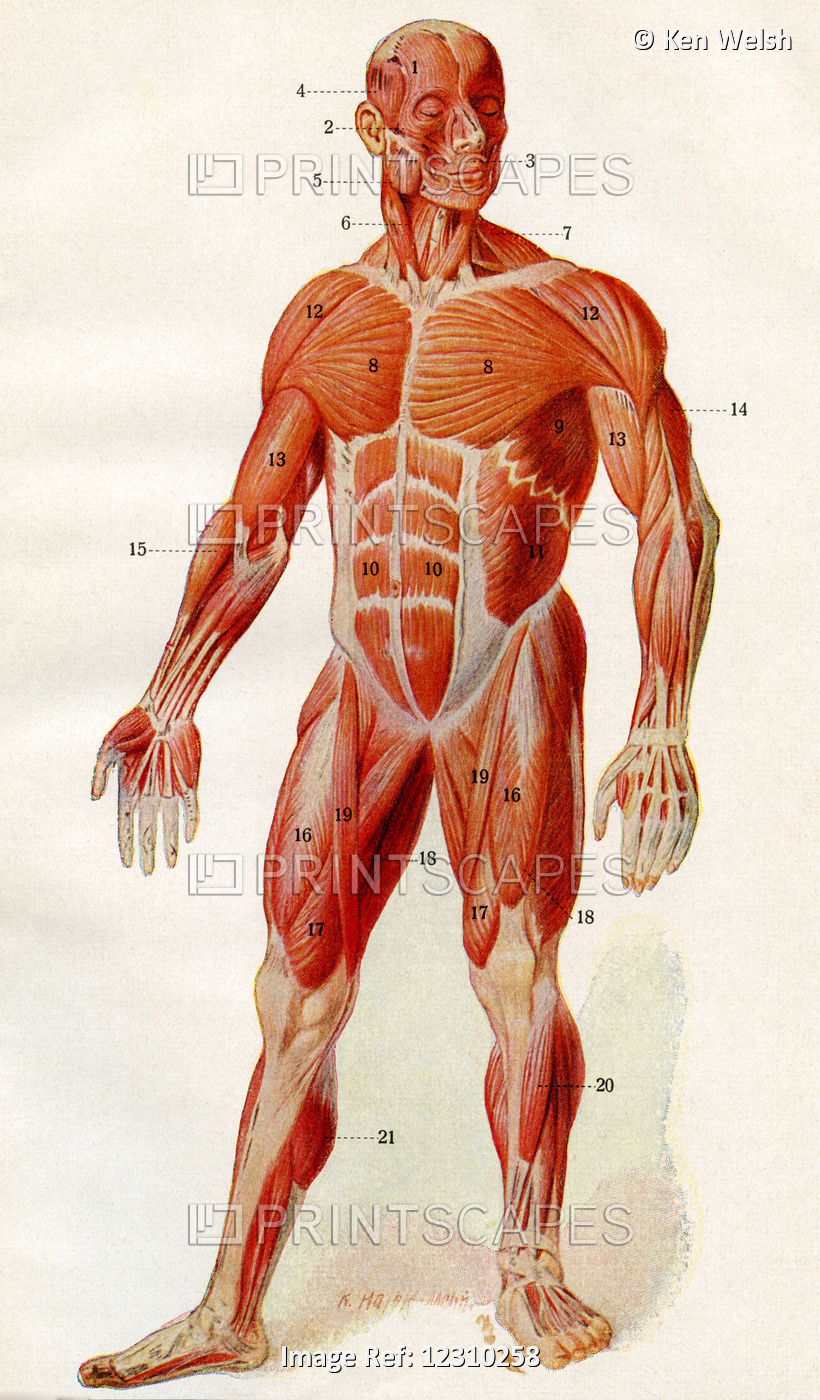 Musculature Of Human Body.  From Der Mensch, Published 1923.