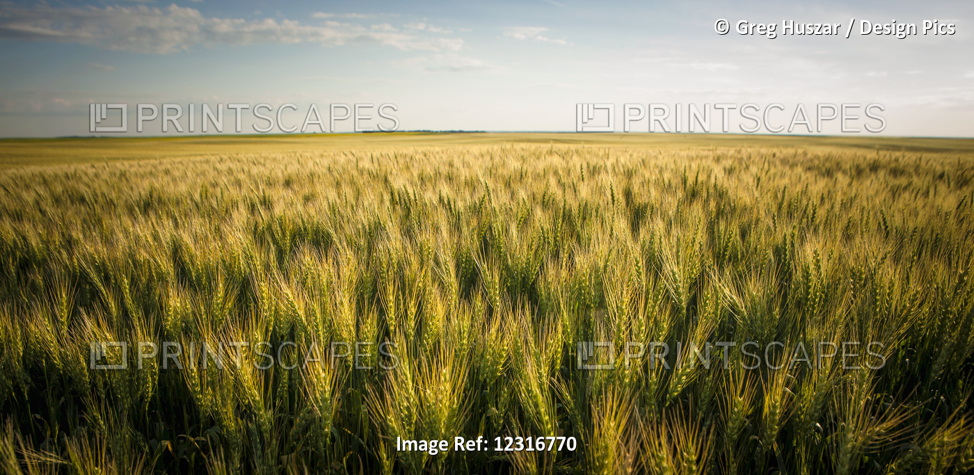 View Over A Green And Golden Wheat Field; Saskatchewan, Canada