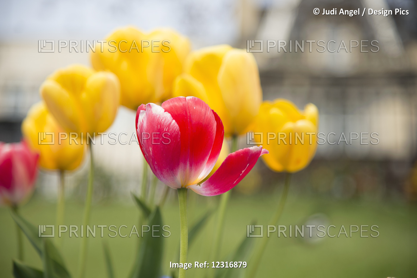 Macro Image Of Tulips; Edinburgh, Scotland