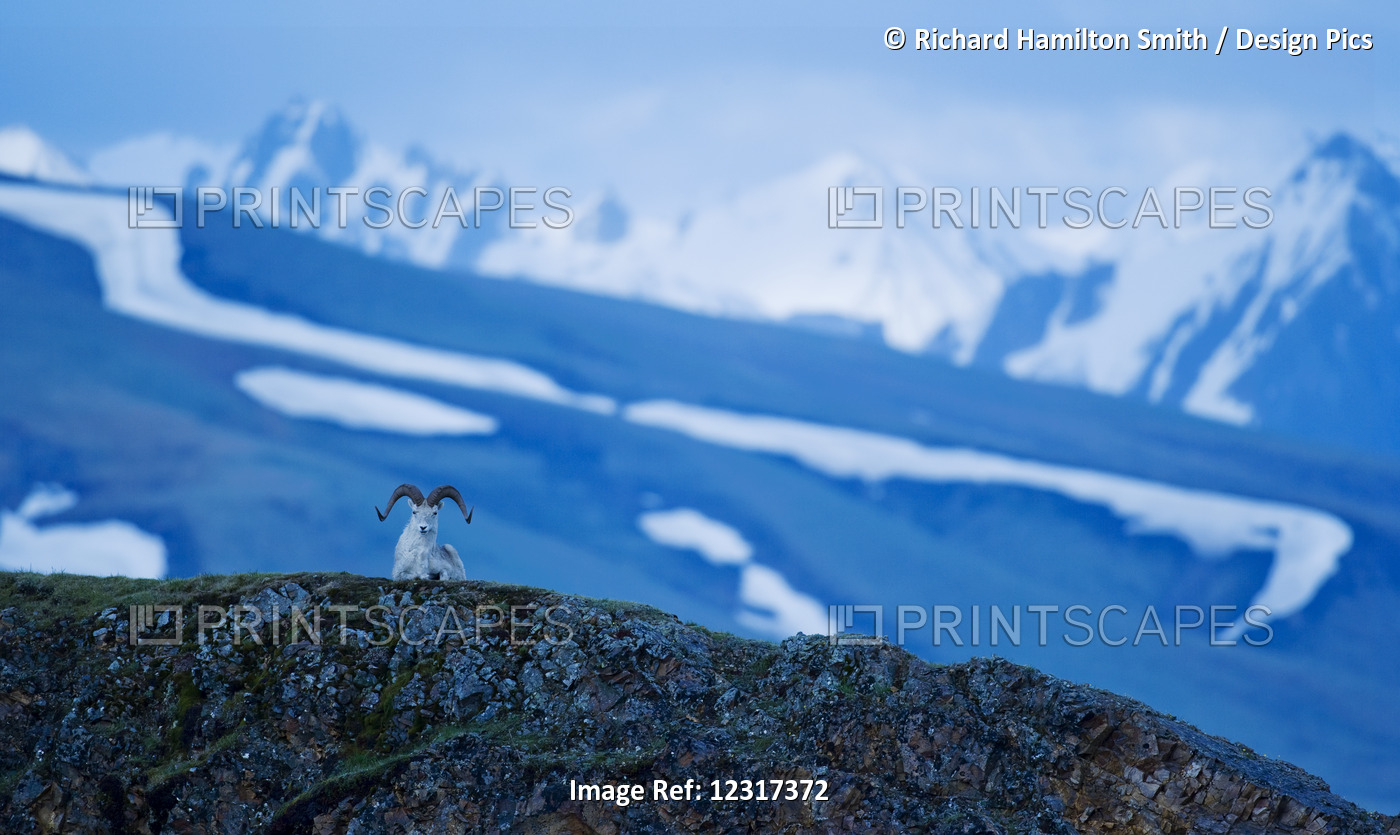 Dall Sheep (Ovis Dalli) Resting Atop A Ridgetop At Polychrome Pass In Denali ...