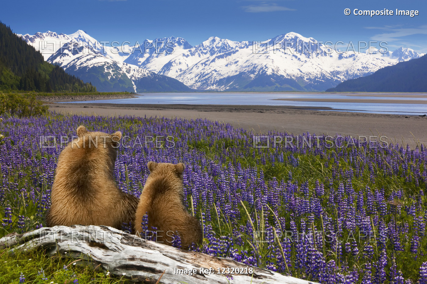 Composite: Grizzly Sow & Cub Sit In Lupine Along Seward Highway, Turnagain Arm, ...