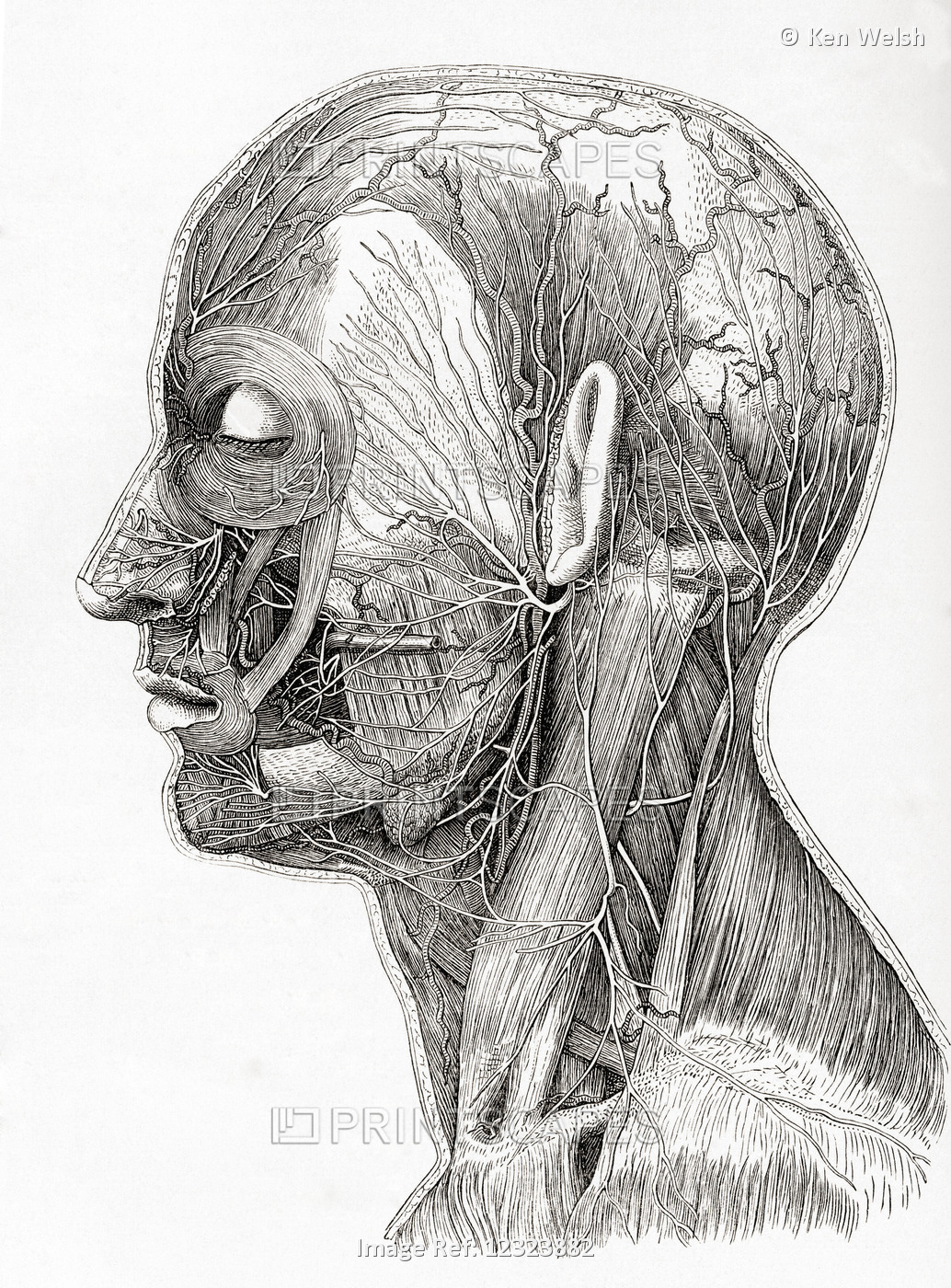 Diagram Showing The Superficial Nerves Of The Human Head And Neck. From Meyers ...