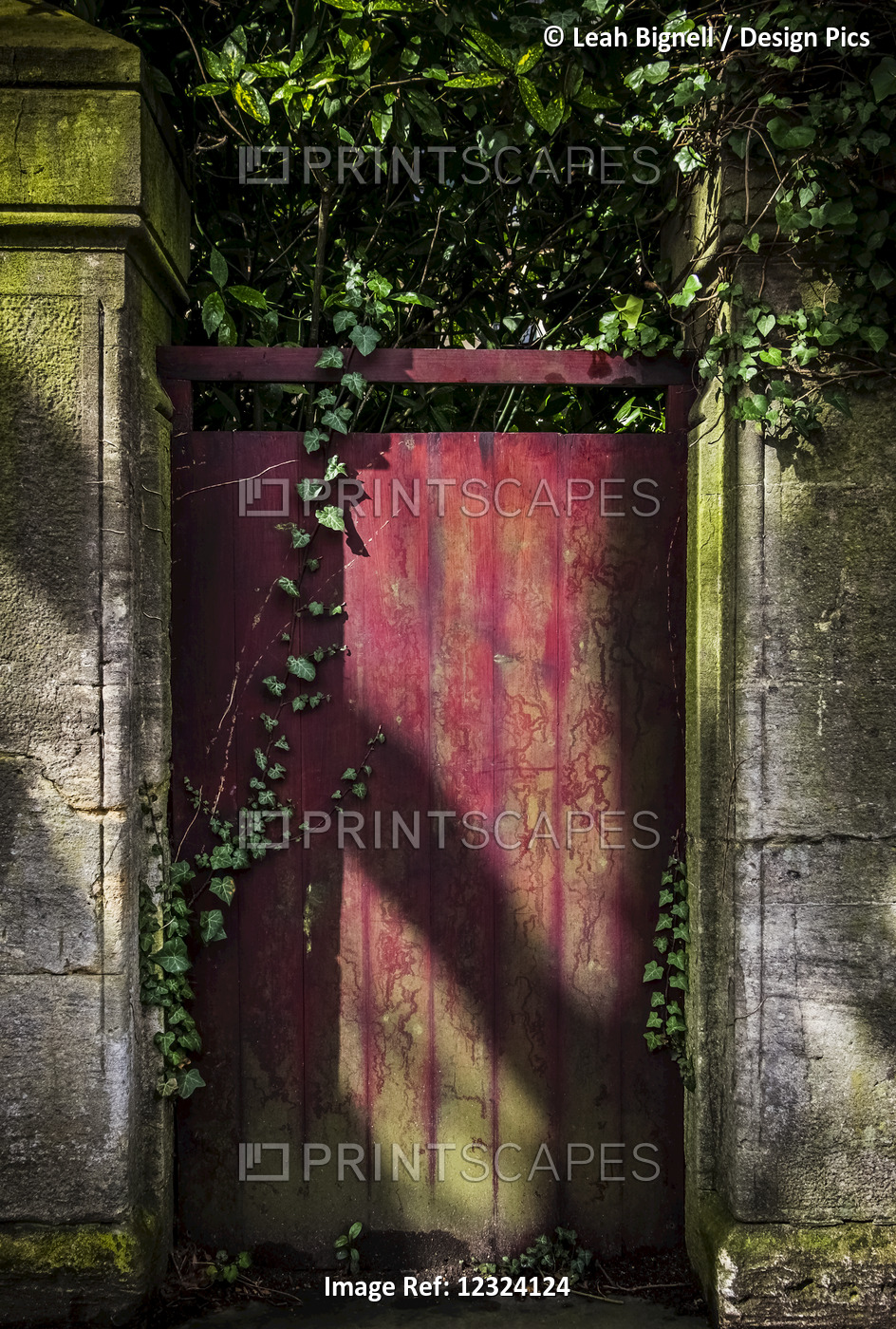 A Red Gate Covered In Ivy And Moss; Bath, England