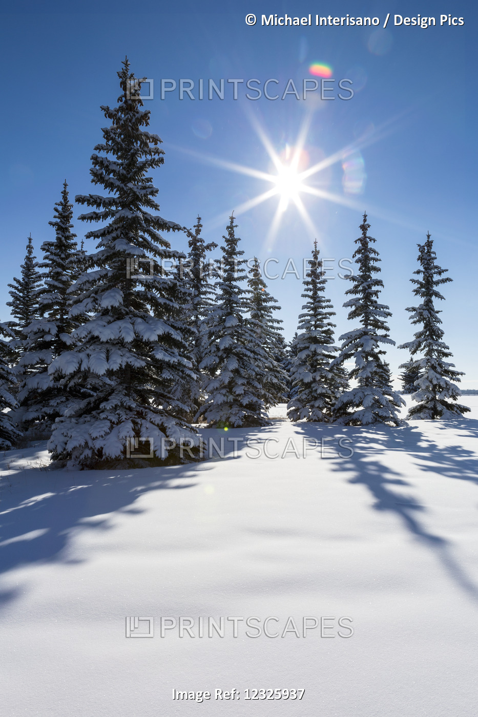 Snow Covered Evergreen Trees On A Snow Covered Hillside With Blue Sky And Sun ...