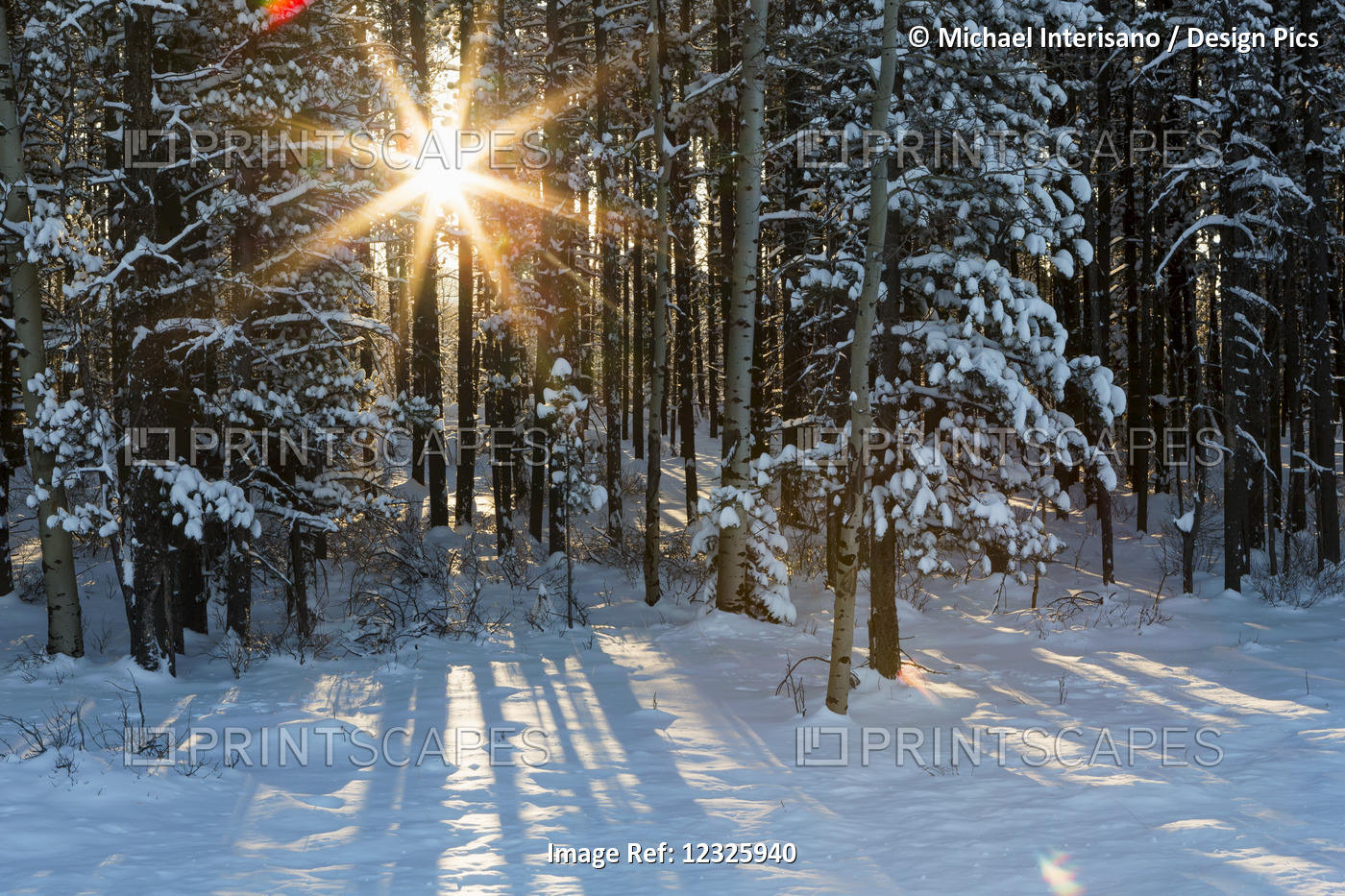 Sunburst Coming Through A Snow Covered Forest; Kananaskis Country, Alberta, ...