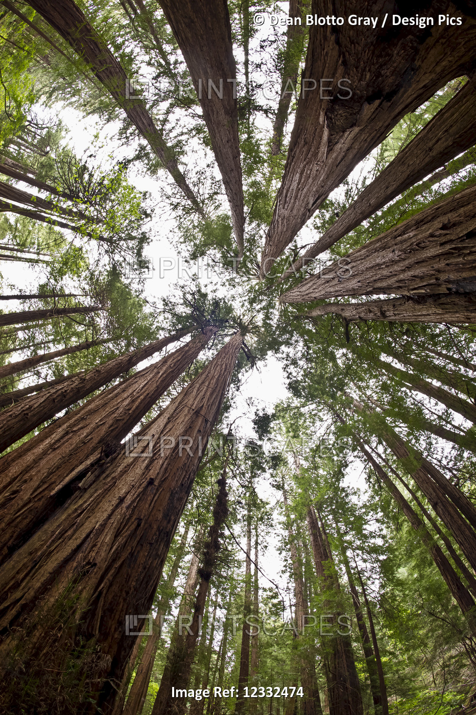Low angle view of the old growth trees and the sky in Muir Woods National ...