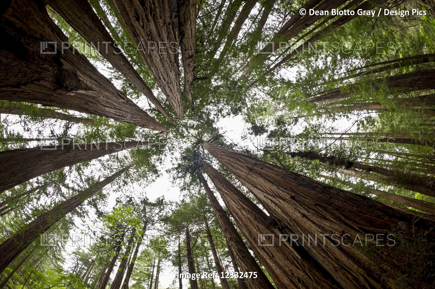 Low angle view of the old growth trees and the sky in Muir Woods National ...