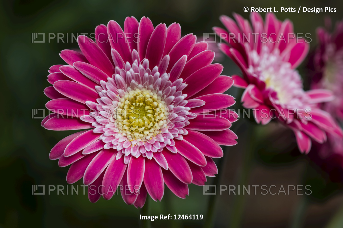 A bright pink Gerbera daisy (Asteraceae) produces showy blossoms; Astoria, ...
