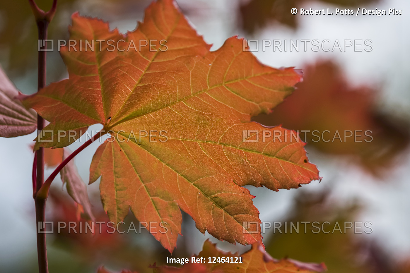 Details are revealed in a Vine Maple leaf; Astoria, Oregon, United States of ...