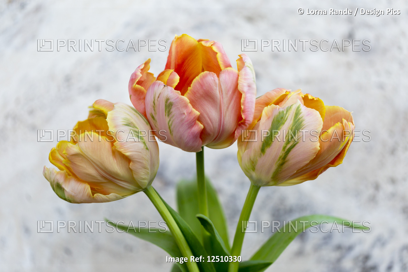Three peach coloured tulips on a grey marbled background; Surrey, British ...