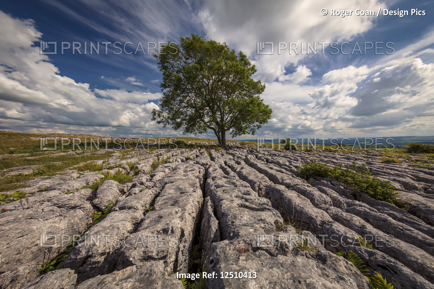 A lone tree growing in limestone in the Yorkshire Dales; Malham, North ...