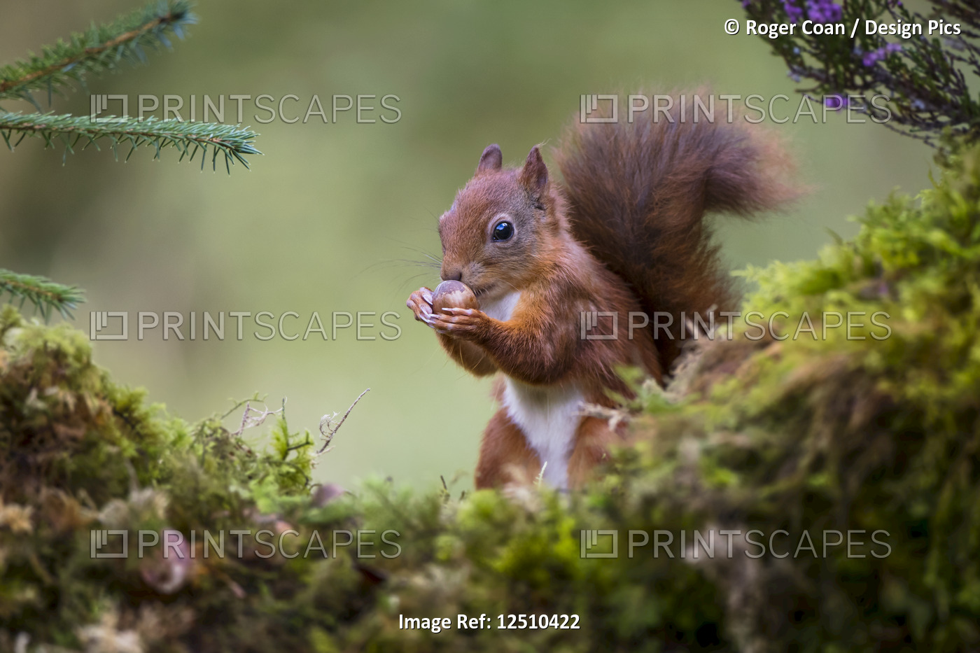 Red Squirrel (Sciurus vulgaris) eating a nut from it's hands while standing on ...