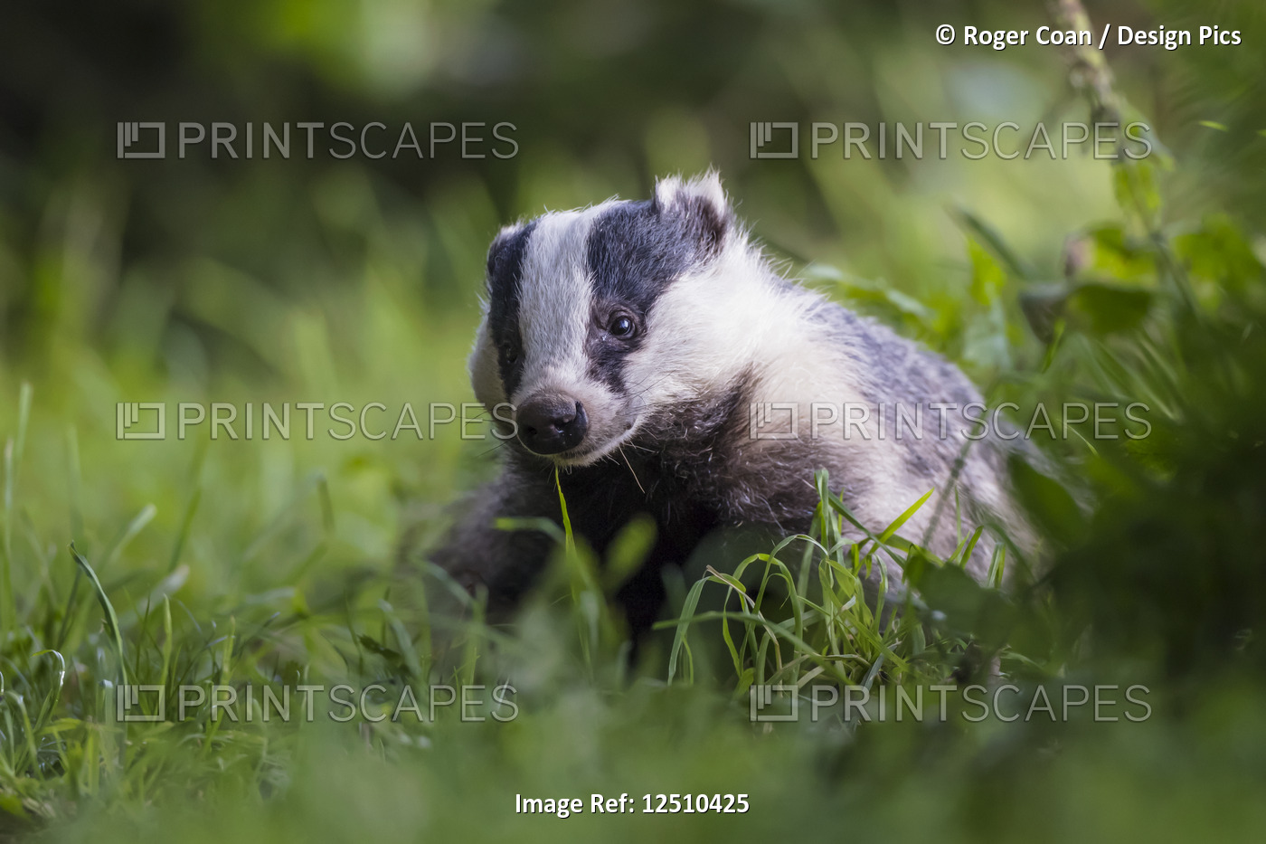 A Badger (Mustelidae) sitting in the grass; Dumfries and Galloway, Scotland
