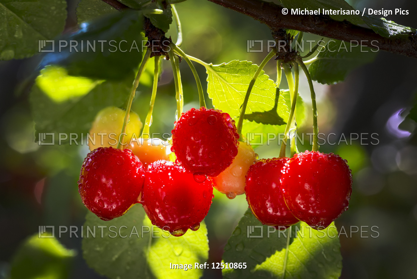 Close-up of a cluster of cherries on the tree with water droplets; Calgary, ...
