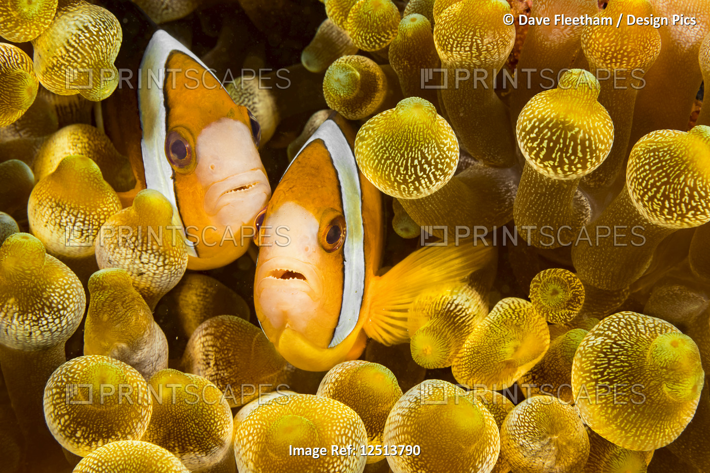 Clark's anemonefish (Amphiprion clarkii) in sea anemone (Entacmaea ...
