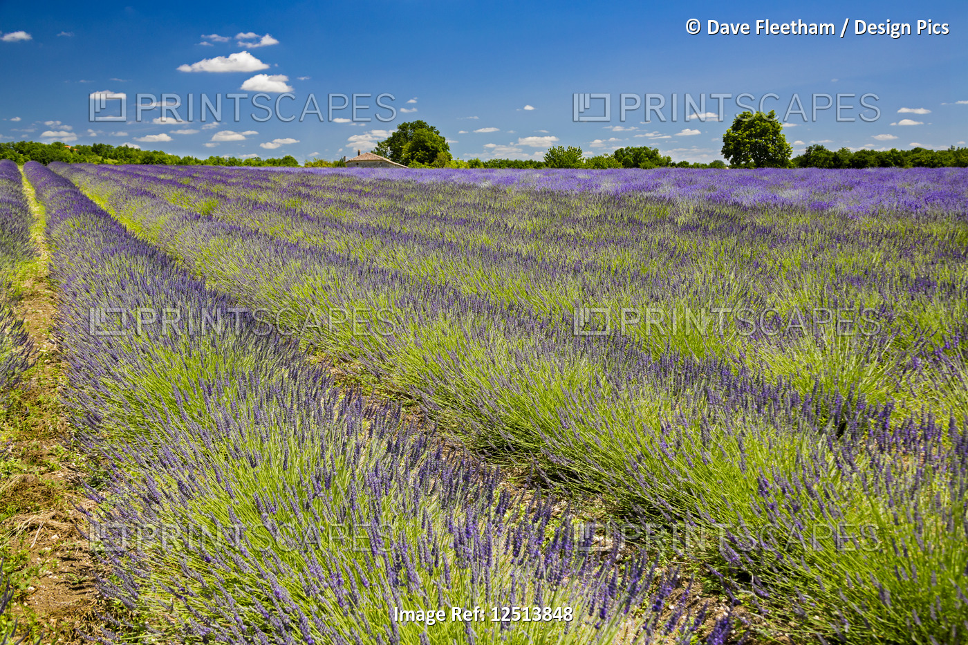 Rows of lavender soak up the summer sun in the Aquitaine region, in the ...
