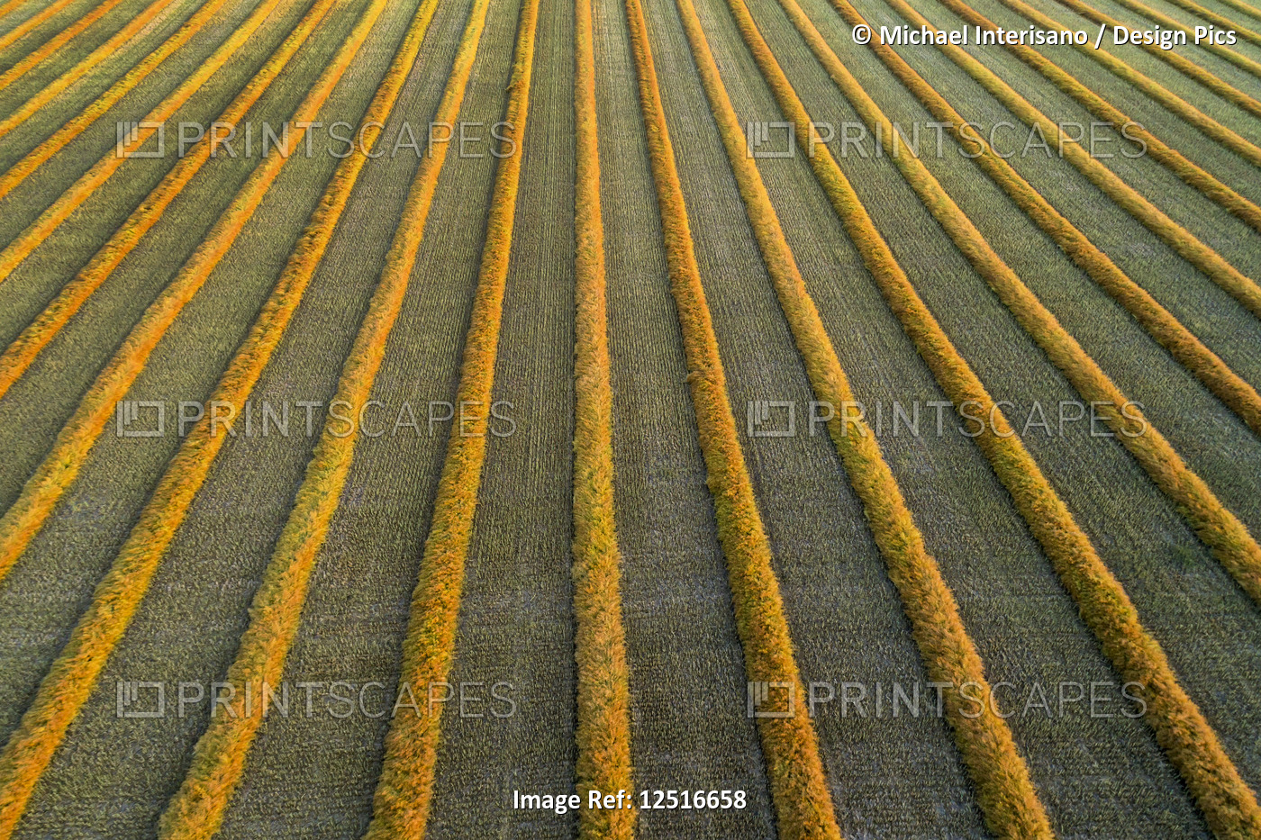 Aerial views of canola harvest lines glowing at sunset; Blackie, Alberta, Canada