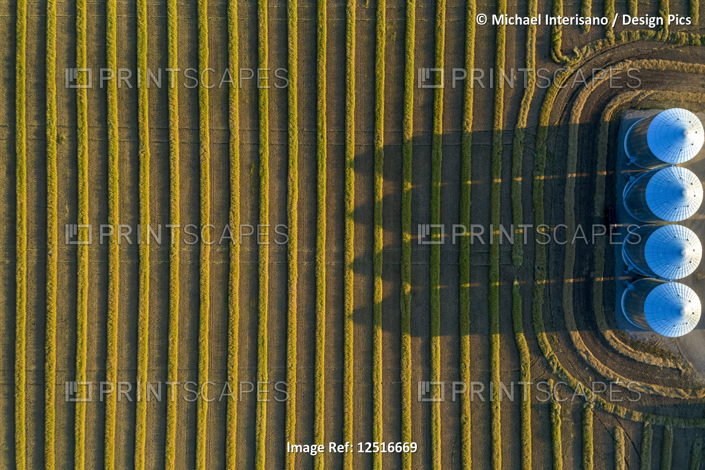 View from directly above of four large metal grain bins and canola harvest ...