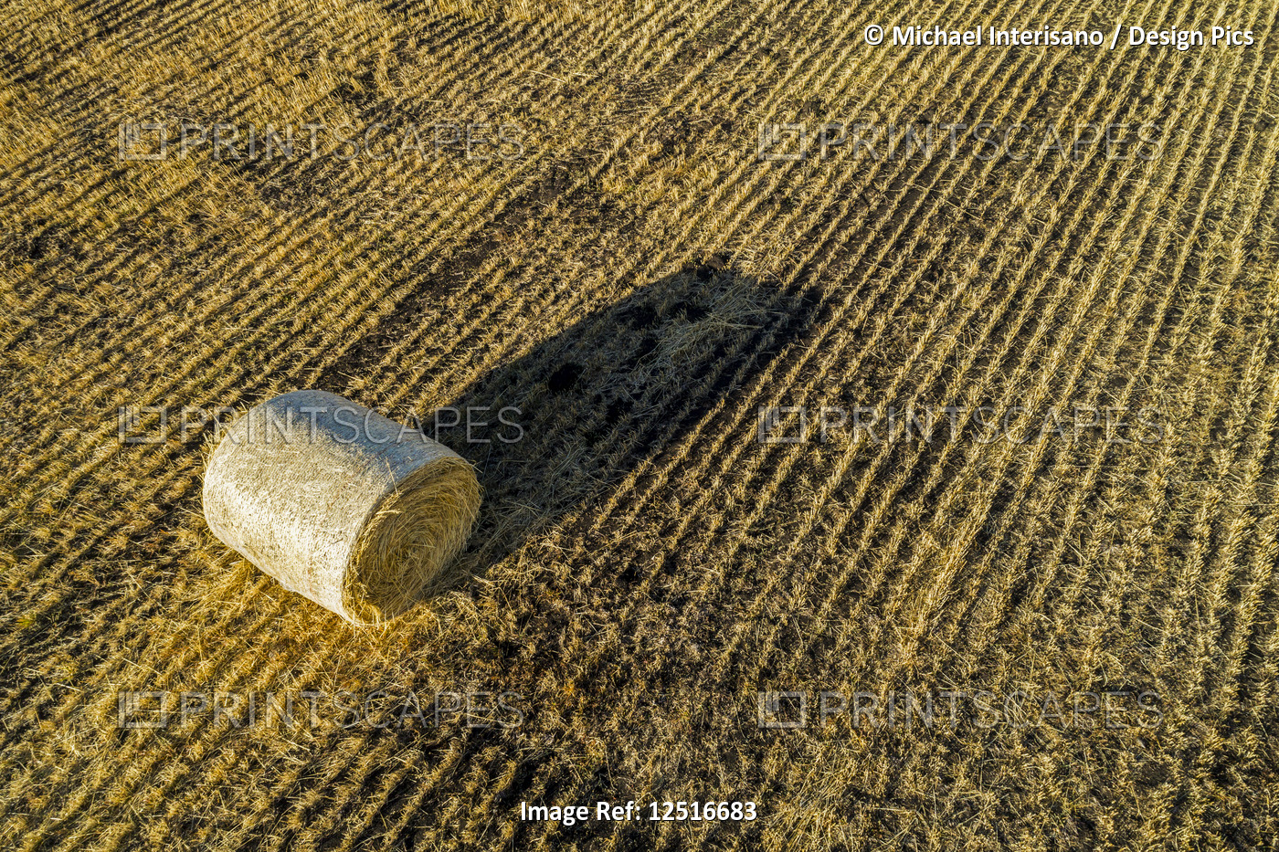Hay bale in a cut field with long shadow at sunrise; Alberta, Canada
