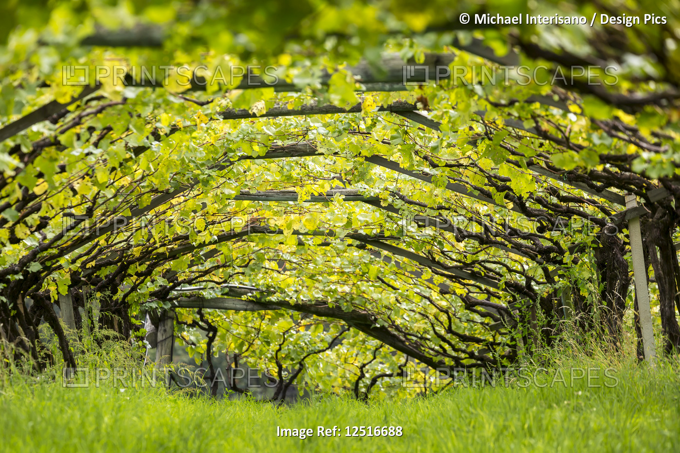 Artist canopy of a row of grape vines with grass growing underneath; Caldaro, ...