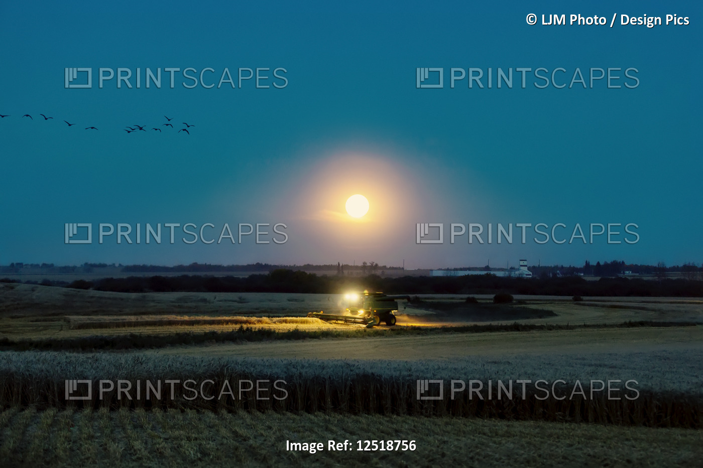 Combine harvesting wheat crop with a harvest moon glowing in the background, ...