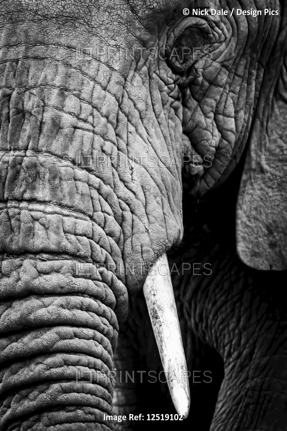 An African elephant (Loxodonta africana) stares at the camera, showing its ...