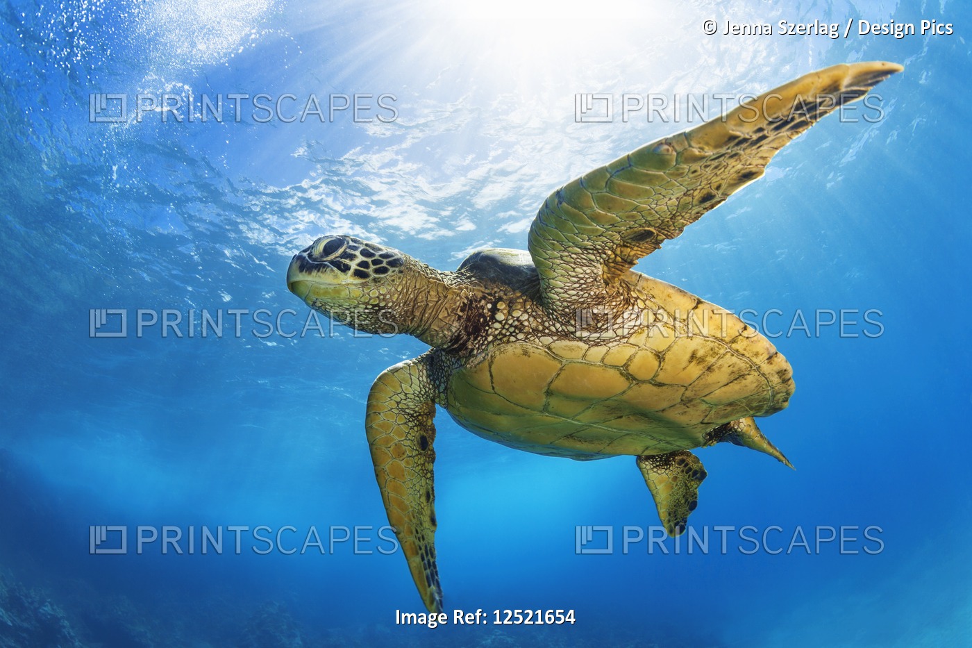 Hawaiian Green Sea Turtle (Chelonia mydas); Maui, Hawaii, United States of ...
