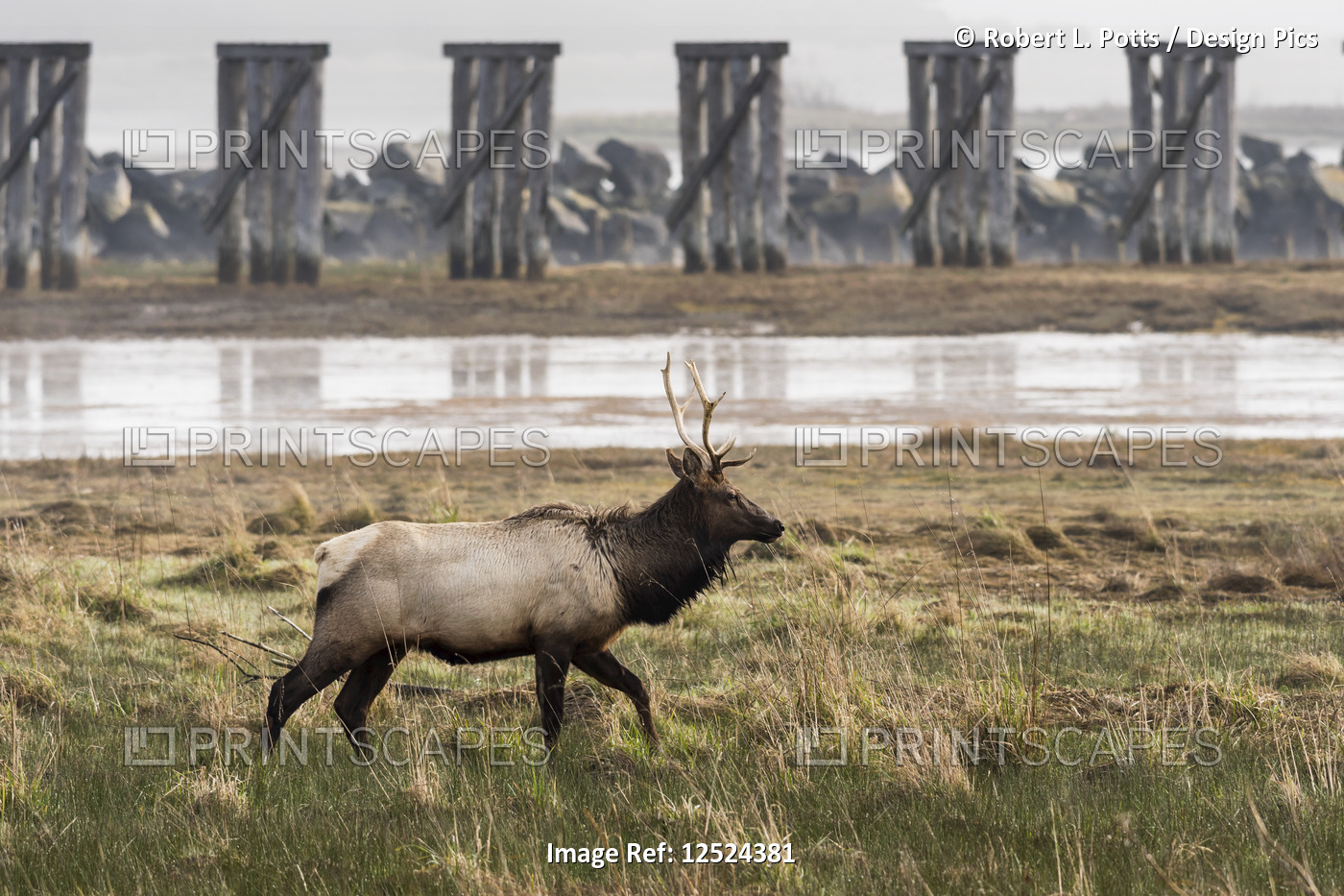 A young bull Roosevelt Elk (Cervus canadensis roosevelti) visits Trestle Bay; ...