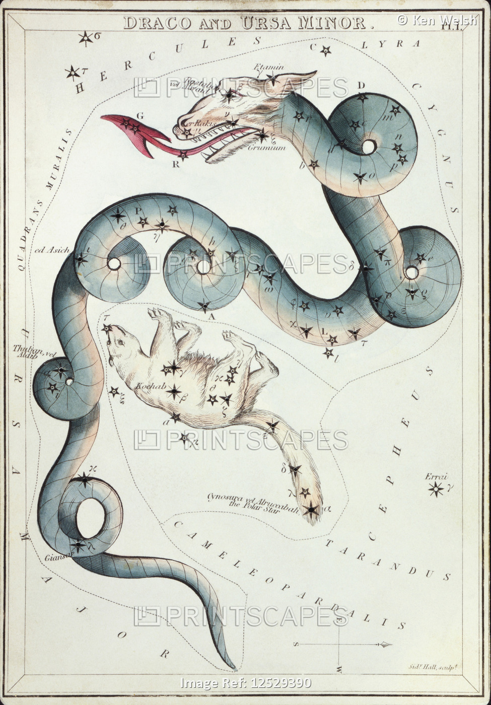 Draco and Ursa Minor. Card Number 1 from Urania's Mirror, or A View of the ...