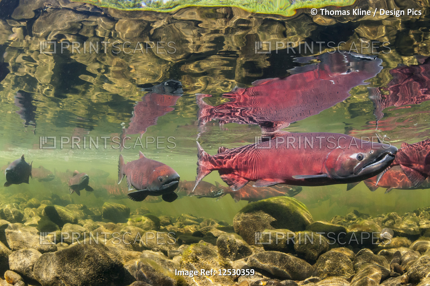 Chinook Salmon holding prior to spawning