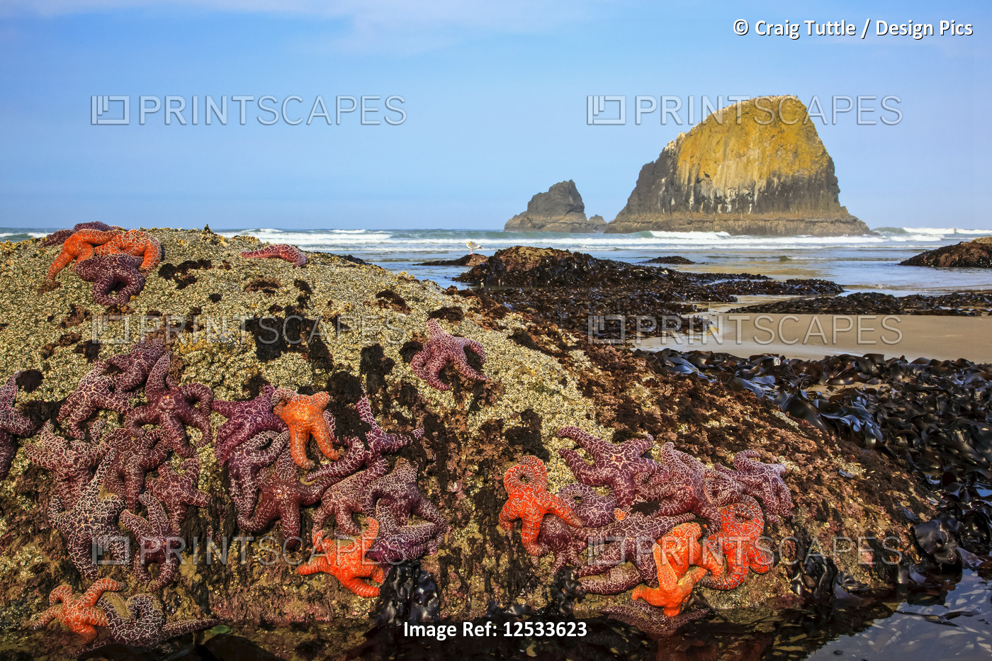 Sea stars clinging to a rock at low tide; Oregon, United States of America