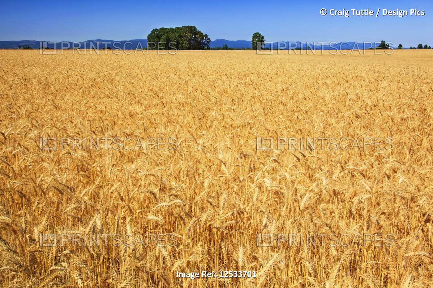Golden wheat field, Willamette Valley; Oregon, United States of America